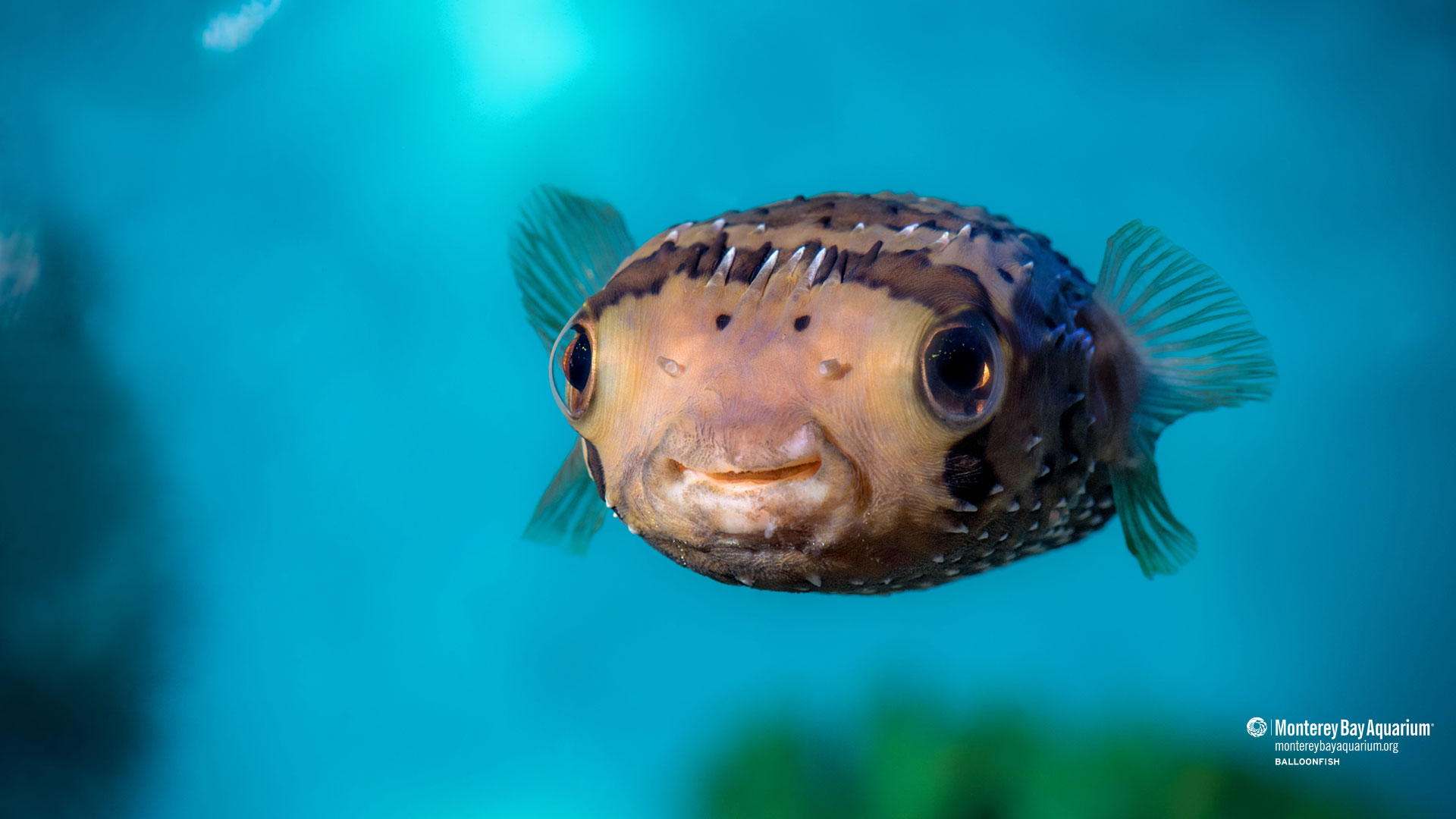 Longspined porcupinefish, Wallpapers