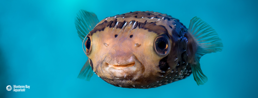 Pufferfish Wallpapers APK for Android Download