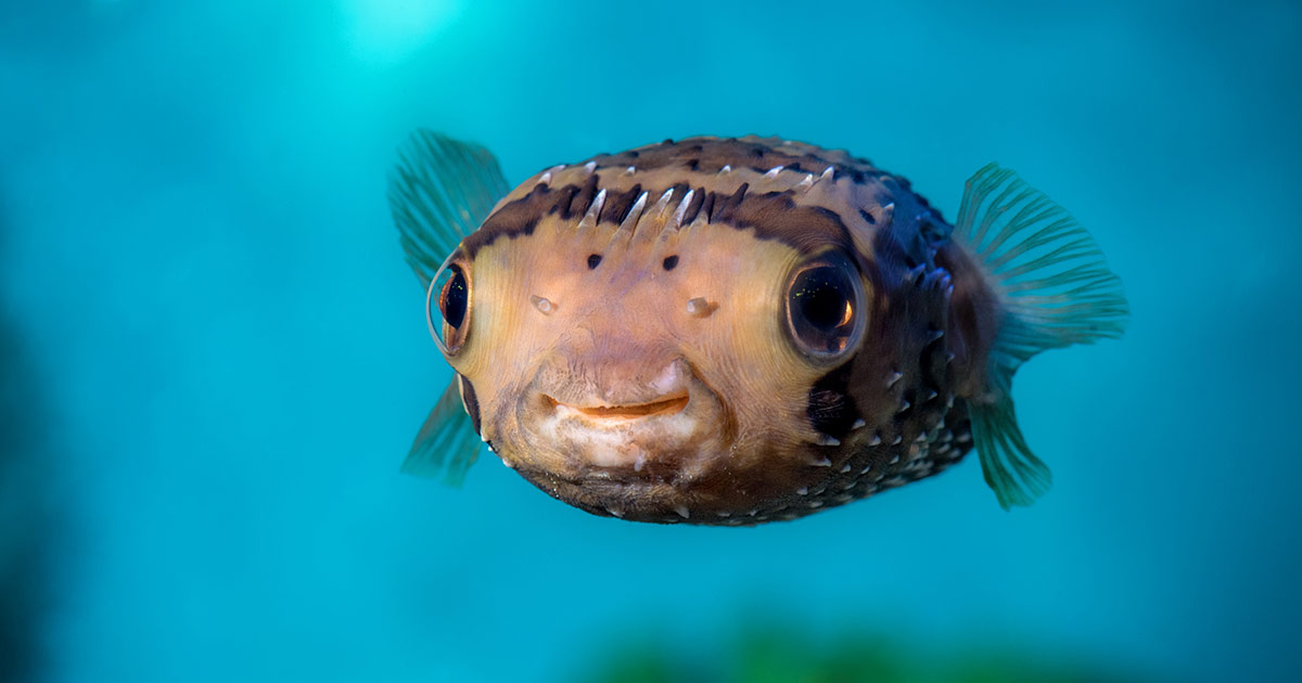 Longspined porcupinefish | Wallpapers | Monterey Bay Aquarium