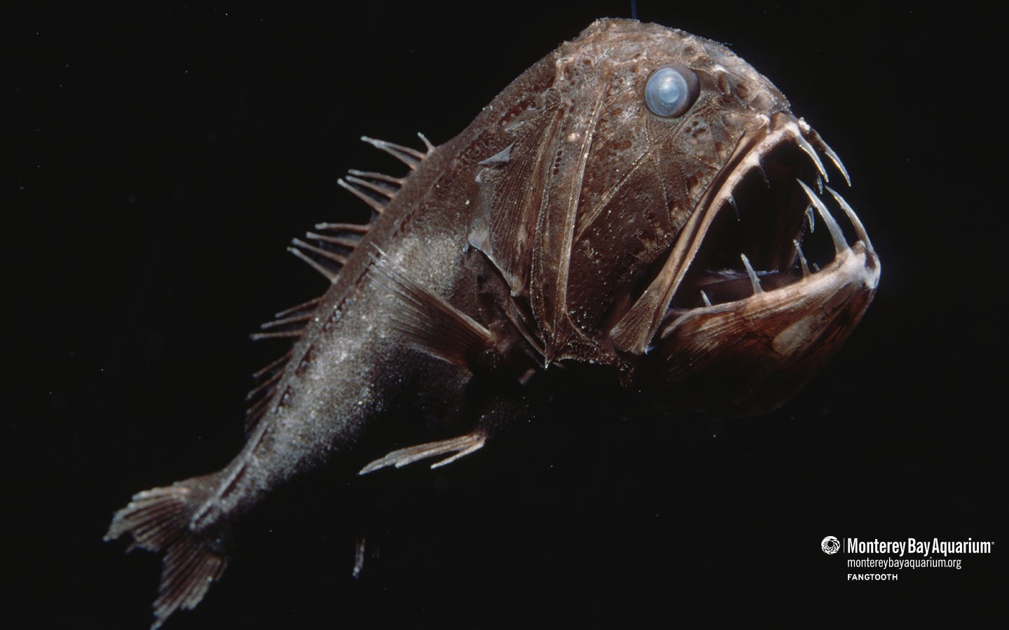 Fangtooth | Wallpapers | Monterey Bay Aquarium