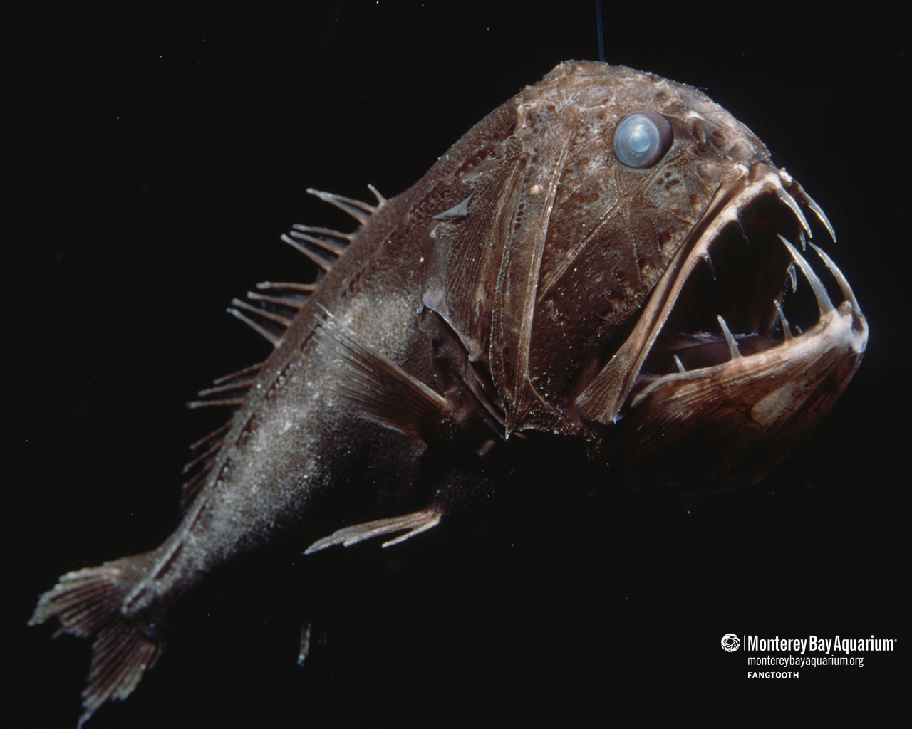 Fangtooth | Wallpapers | Monterey Bay Aquarium