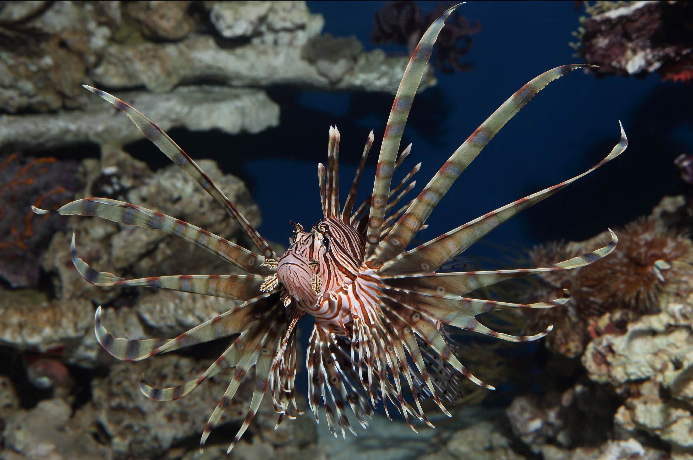 Turkeyfish | Wallpapers | Monterey Bay Aquarium