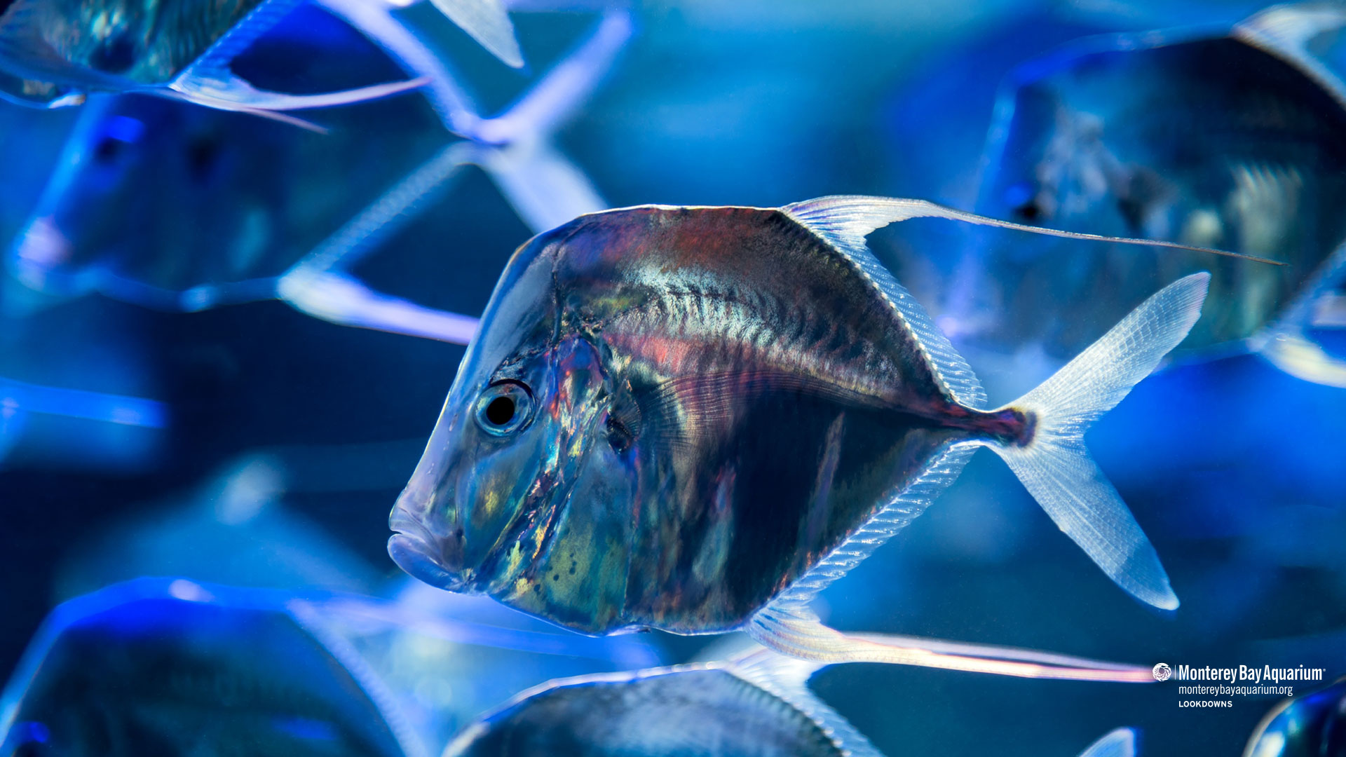 wallpaper widescreen high resolution fish
