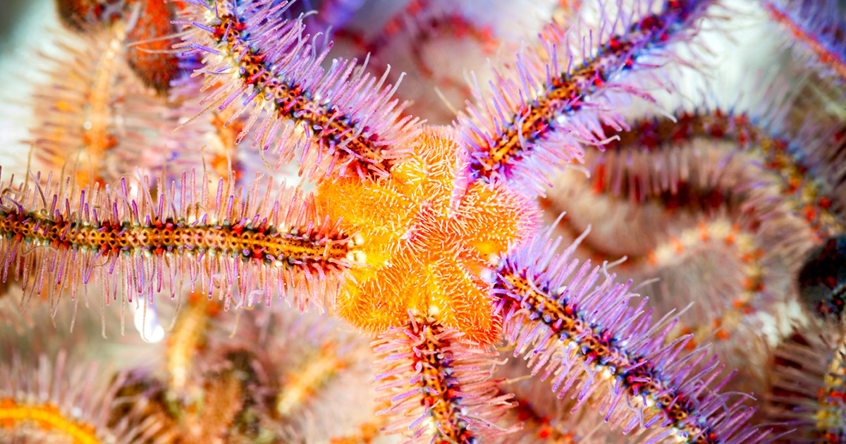 Spiny brittle star | Wallpapers | Monterey Bay Aquarium