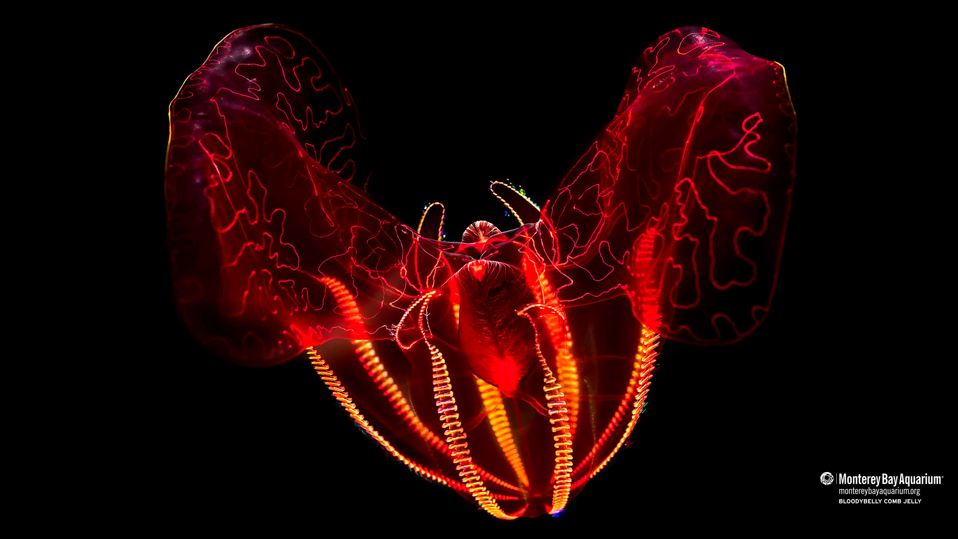 Bloodybelly Comb Jelly | Wallpapers | Monterey Bay Aquarium