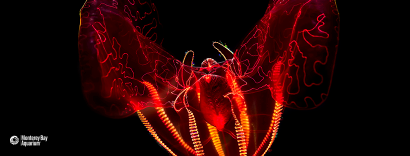 bloody belly comb jelly defense