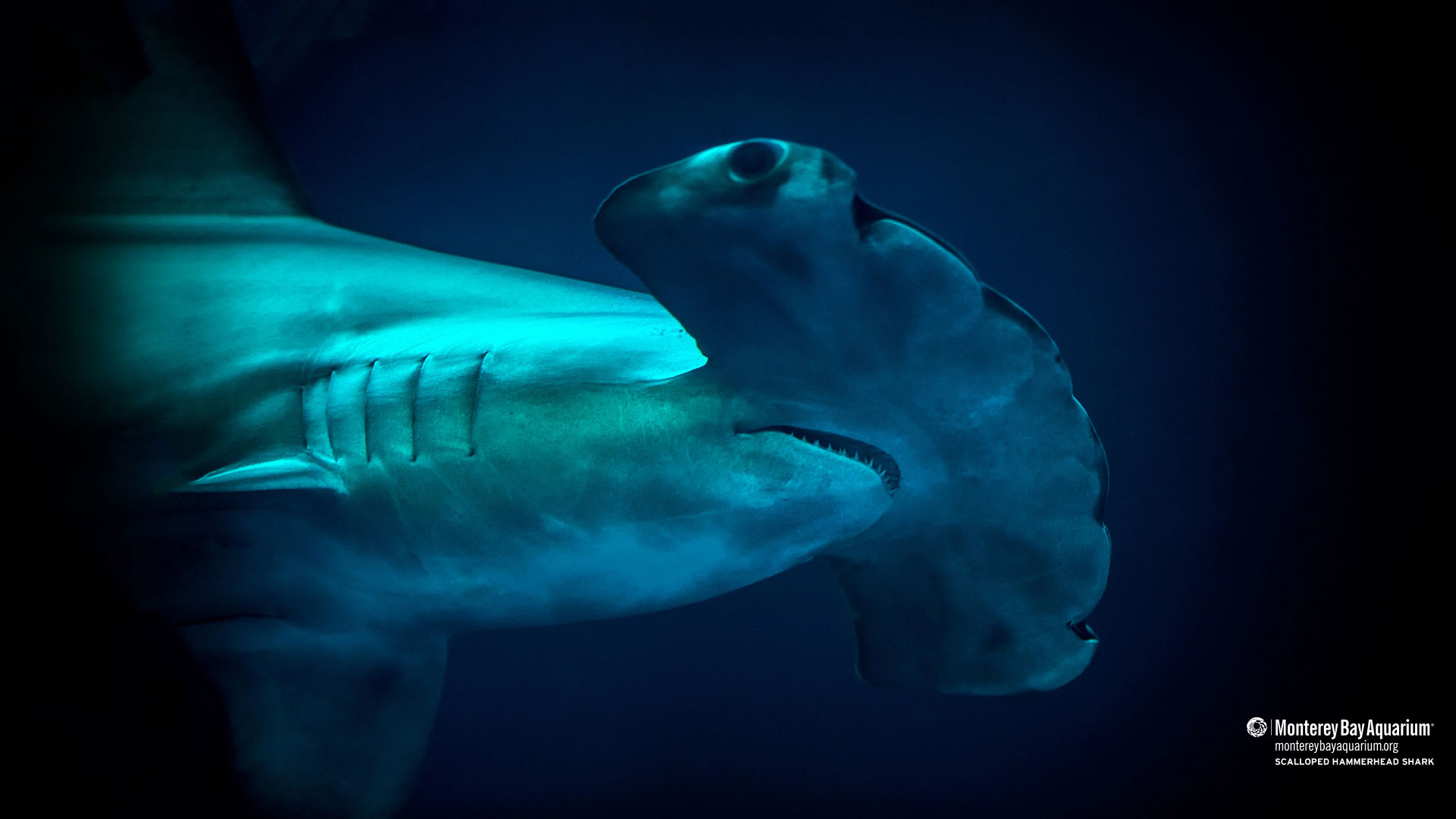 hammerhead shark background