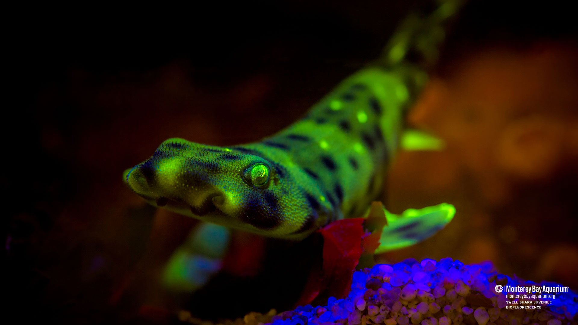 Swell shark biofluorescence | Wallpapers | Monterey Bay Aquarium