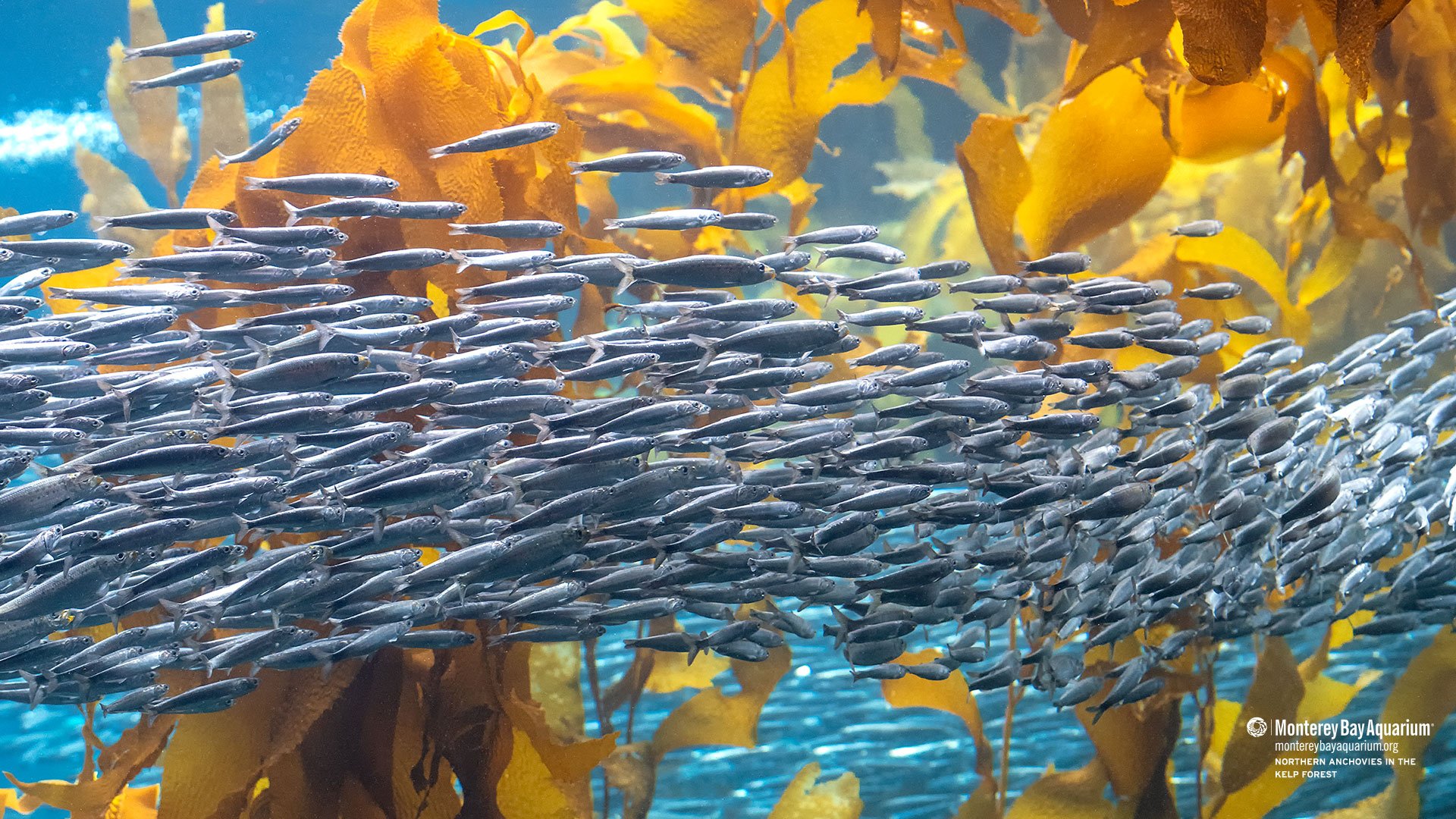 kelp forest food web