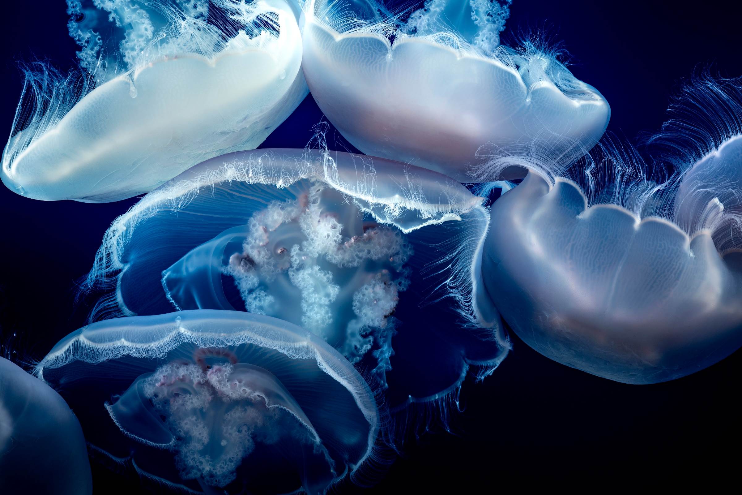 Moon jellies | Wallpapers | Monterey Bay Aquarium