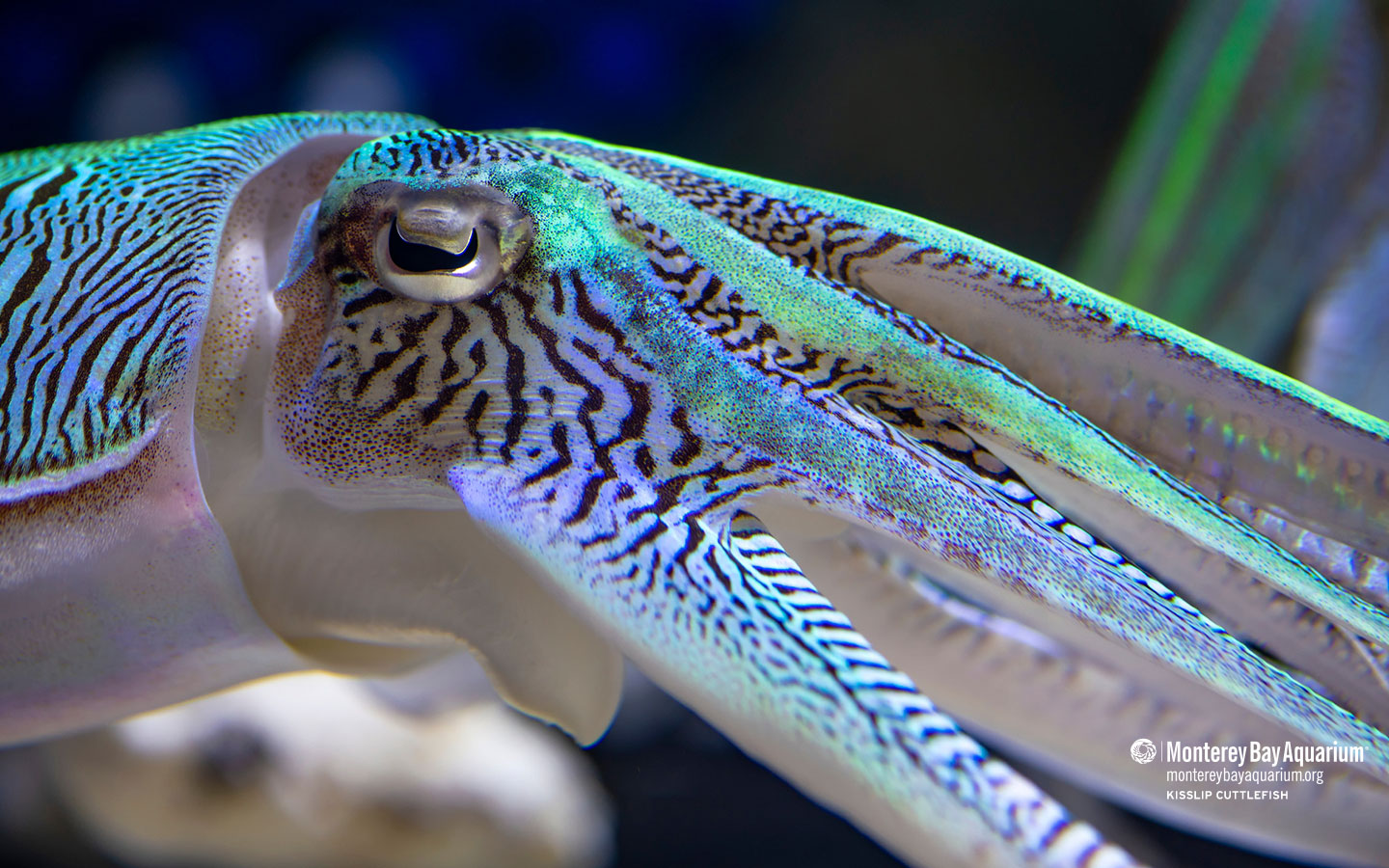 Kisslip Cuttlefish 