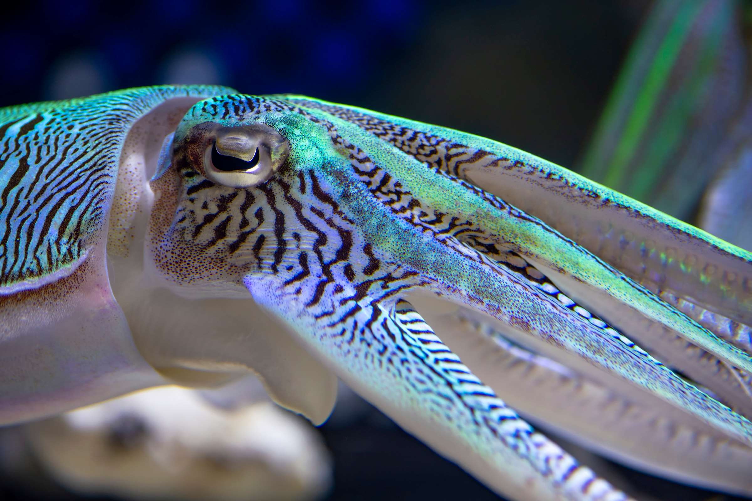 Kisslip cuttlefish | Wallpapers | Monterey Bay Aquarium