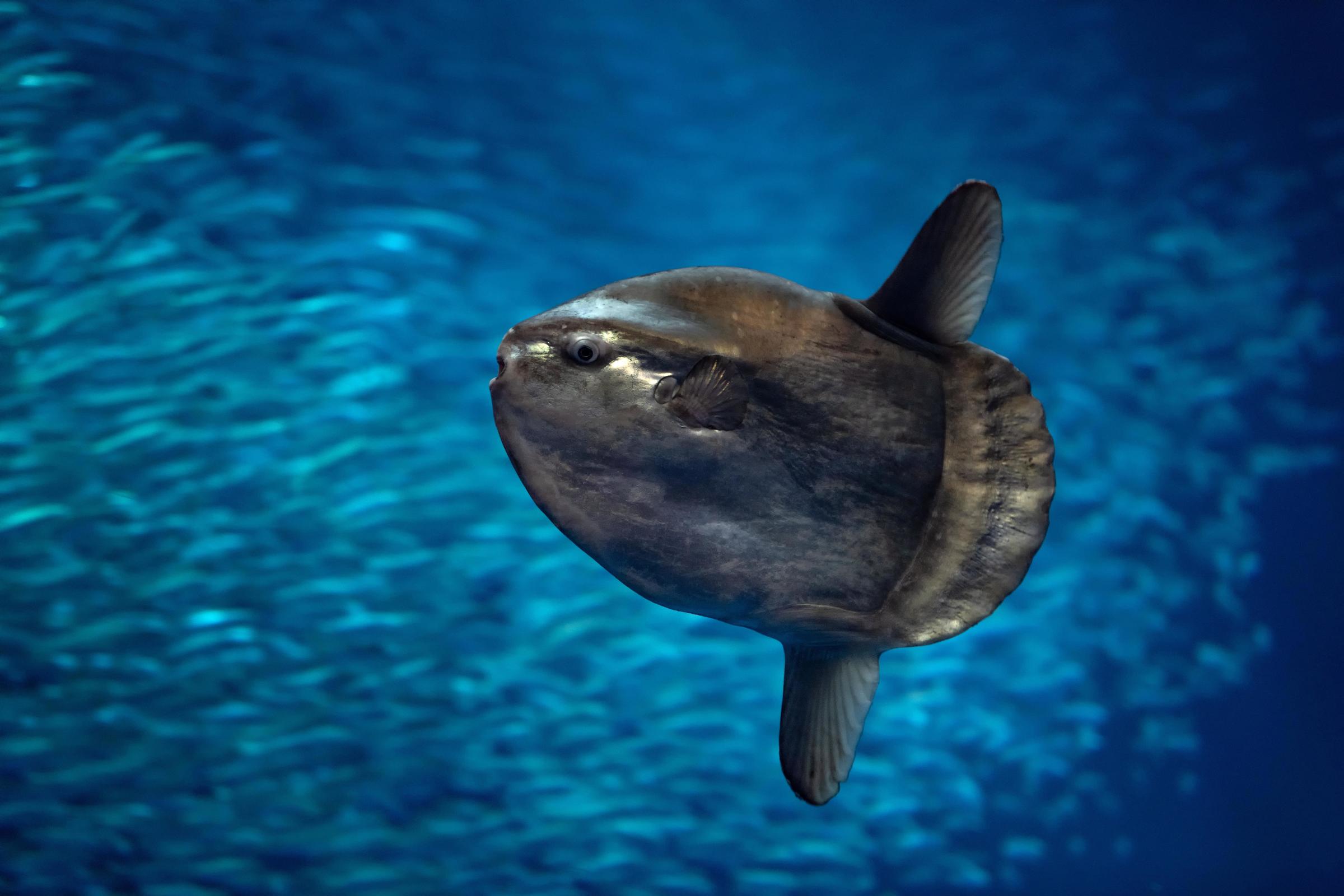 ocean sunfish