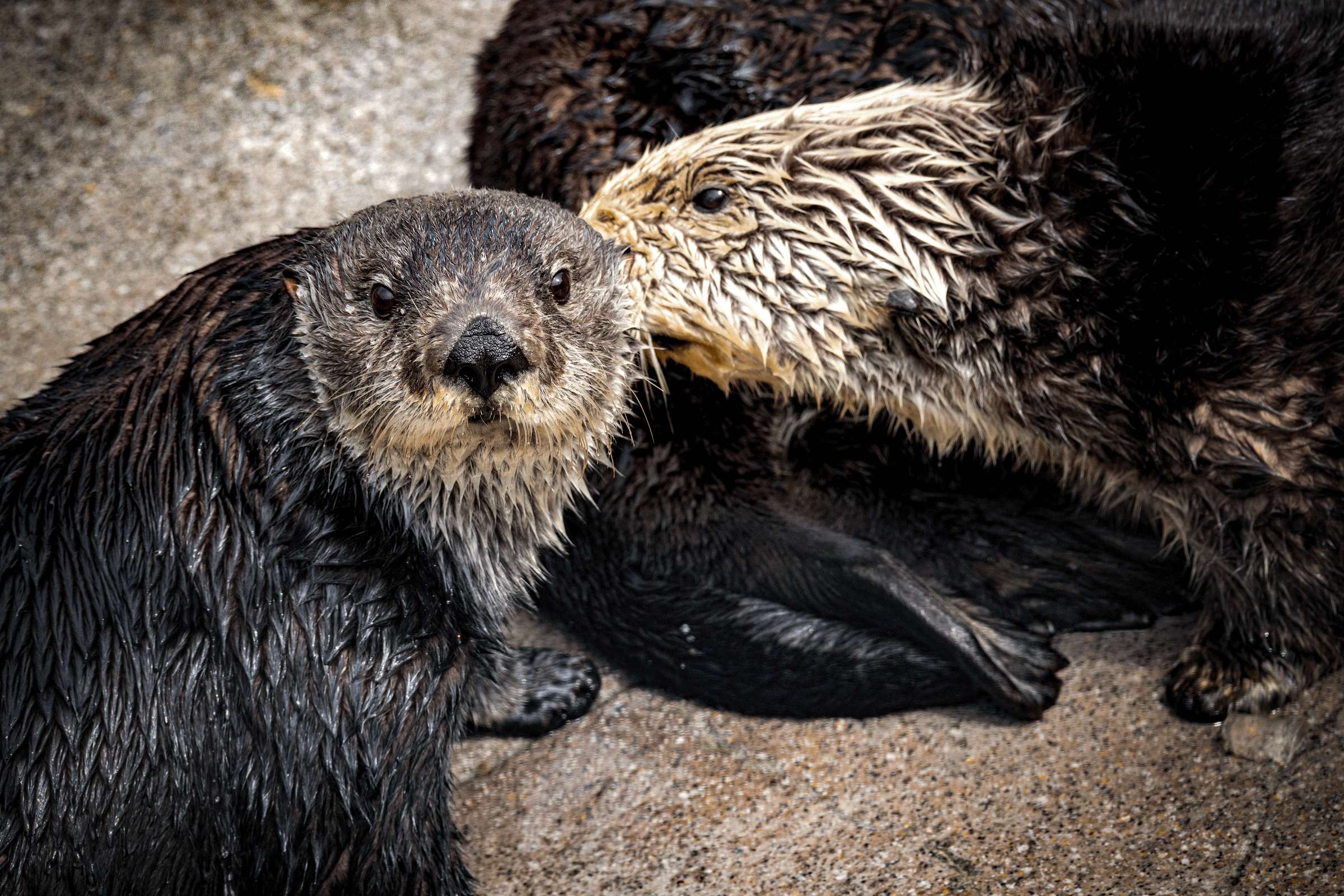 Sea otters Rosa and Ruby wallpaper from the Monterey Bay Aquarium