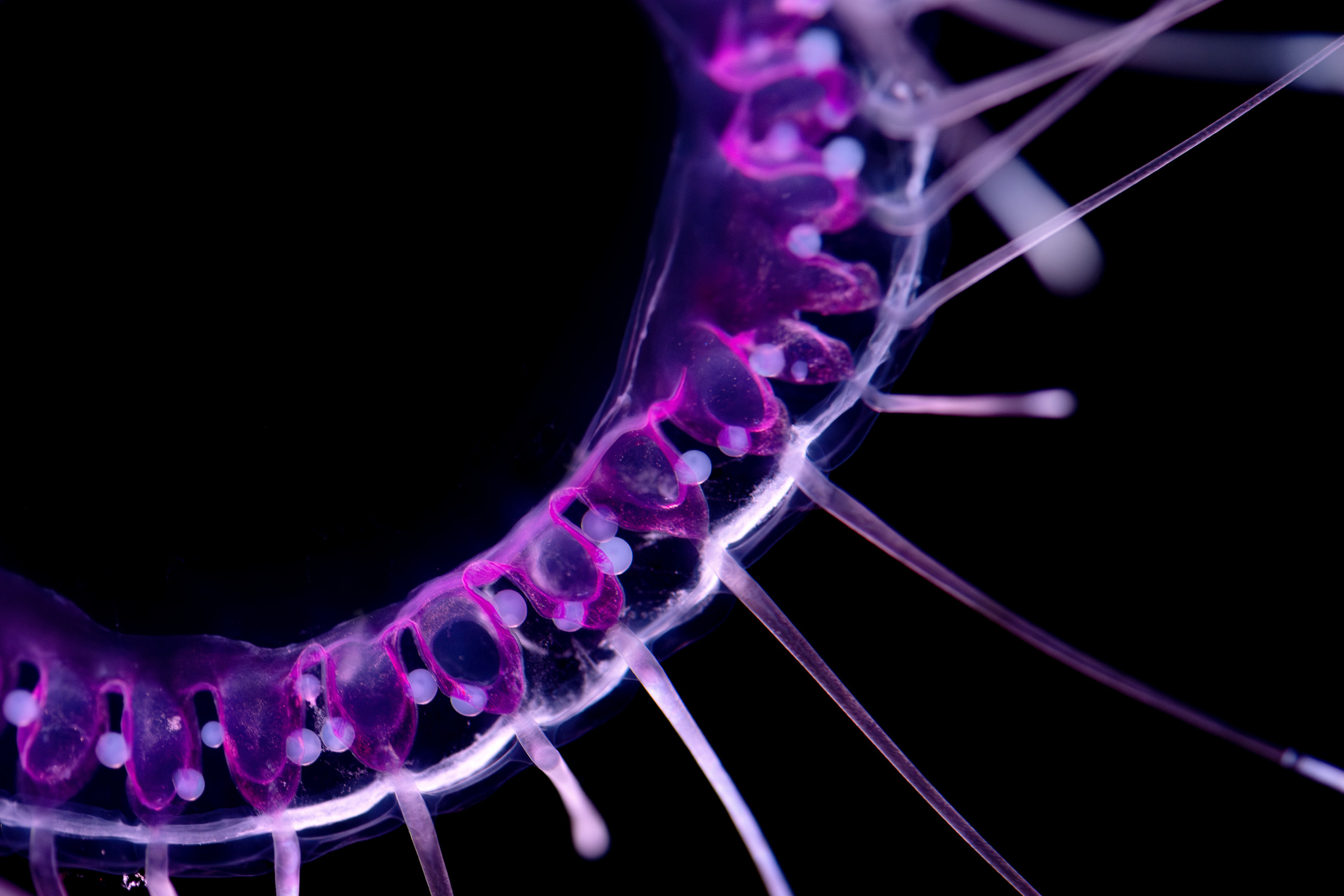 Dinner plate jelly wallpaper from the Monterey Bay Aquarium