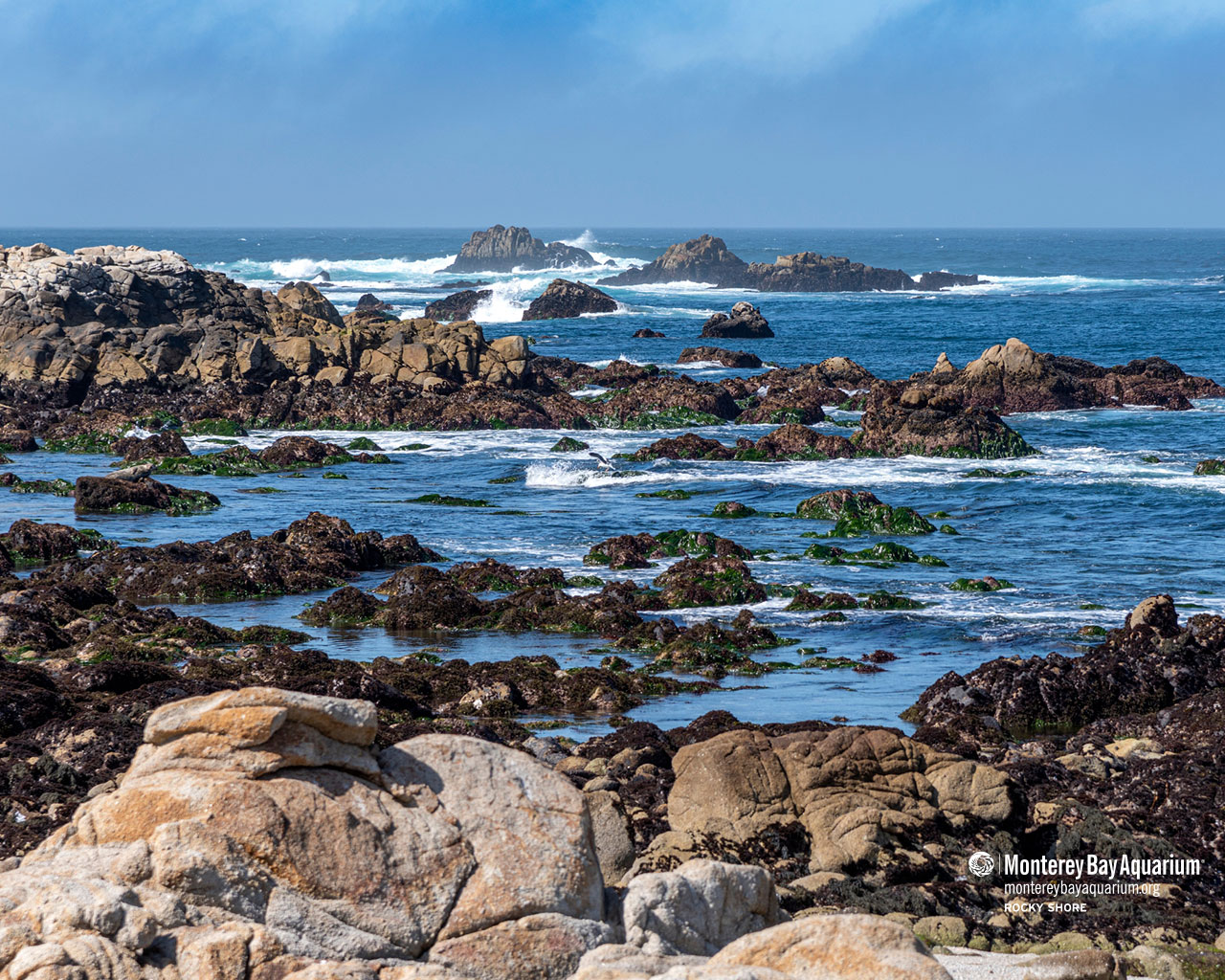 Rocky shore | Wallpapers | Monterey Bay Aquarium