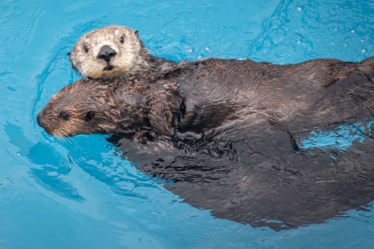 Our history | Monterey Bay Aquarium